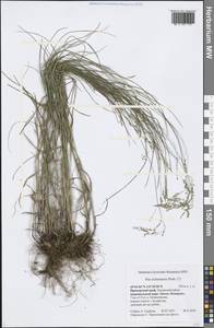 Poa sichotensis Prob., Siberia, Russian Far East (S6) (Russia)