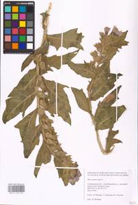 MHA 0 158 619, Hyoscyamus niger L., Eastern Europe, Lower Volga region (E9) (Russia)