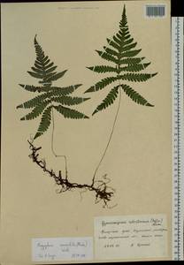 Phegopteris connectilis (Michx.) Watt, Siberia, Russian Far East (S6) (Russia)