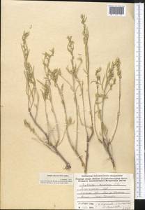 Oreosalsola montana (Litv.) Akhani, Middle Asia, Northern & Central Tian Shan (M4) (Kyrgyzstan)