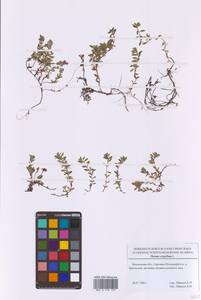 Thymus serpyllum L., Eastern Europe, Moscow region (E4a) (Russia)
