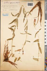 Gentiana pneumonanthe L., Eastern Europe, Eastern region (E10) (Russia)