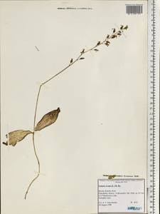 Neottia ovata (L.) Bluff & Fingerh., Eastern Europe, Northern region (E1) (Russia)