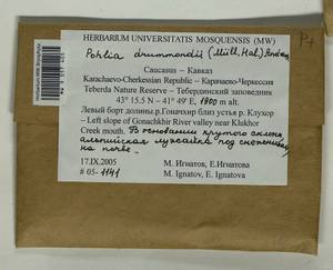 Pohlia drummondii (Müll. Hal.) A.L. Andrews, Bryophytes, Bryophytes - North Caucasus & Ciscaucasia (B12) (Russia)