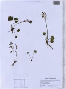 Micranthes nelsoniana var. insularis (Hultén) Gornall & H. Ohba, Siberia, Russian Far East (S6) (Russia)