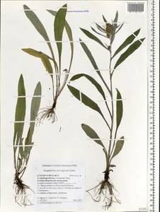 Omalotheca norvegica (Gunnerus) Sch. Bip. & F. W. Schultz, Eastern Europe, Northern region (E1) (Russia)