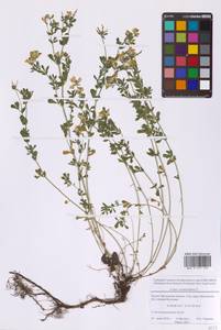 Lotus corniculatus L., Eastern Europe, Moscow region (E4a) (Russia)