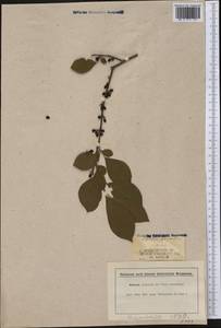 Lindera benzoin (L.) Meisn., America (AMER) (United States)