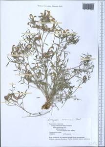 Astragalus erioceras Fisch. & C. A. Mey., Middle Asia, Caspian Ustyurt & Northern Aralia (M8) (Kazakhstan)
