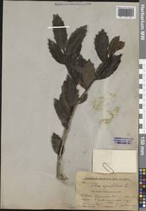 Ilex colchica Pojark., Caucasus, Georgia (K4) (Georgia)