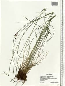 Carex cespitosa L., Eastern Europe, North-Western region (E2) (Russia)