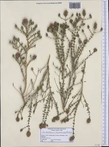 Thymbra capitata (L.) Cav., Western Europe (EUR) (Greece)