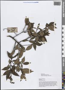 Myrsine semiserrata Wall., South Asia, South Asia (Asia outside ex-Soviet states and Mongolia) (ASIA) (Vietnam)