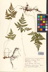 Gymnocarpium robertianum (Hoffm.) Newman, Eastern Europe, Northern region (E1) (Russia)