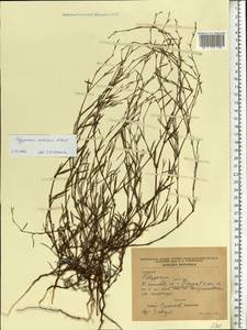 Polygonum patulum M. Bieb., Eastern Europe, South Ukrainian region (E12) (Ukraine)