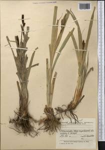 Carex, Middle Asia, Northern & Central Kazakhstan (M10) (Kazakhstan)