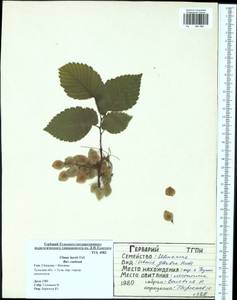 Ulmus laevis Pall., Eastern Europe, Central region (E4) (Russia)