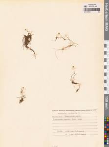 Ranunculus reptans L., Siberia, Yakutia (S5) (Russia)