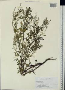 Melilotus wolgicus Poir., Eastern Europe, Central forest-and-steppe region (E6) (Russia)