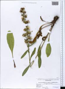 Jacobaea racemosa subsp. kirghisica (DC.) Galasso & Bartolucci, Eastern Europe, Central forest-and-steppe region (E6) (Russia)