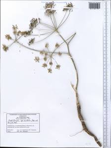 Oedibasis apiculata (Kar. & Kir.) Koso-Pol., Middle Asia, Western Tian Shan & Karatau (M3) (Tajikistan)