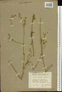 Gypsophila altissima L., Eastern Europe, North Ukrainian region (E11) (Ukraine)
