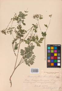 Chaerophyllum temulum L., Eastern Europe, North Ukrainian region (E11) (Ukraine)