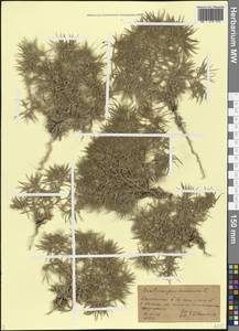 Ceratocarpus arenarius L., Caucasus, Dagestan (K2) (Russia)