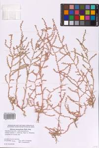 Ofaiston monandrum (Pall.) Moq., Eastern Europe, Eastern region (E10) (Russia)