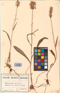 Dactylorhiza maculata (L.) Soó, Eastern Europe, Eastern region (E10) (Russia)