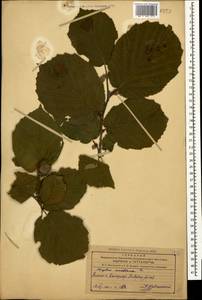 Corylus avellana L., Caucasus, Azerbaijan (K6) (Azerbaijan)