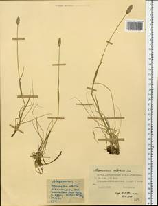 Alopecurus magellanicus Lam., Siberia, Yakutia (S5) (Russia)