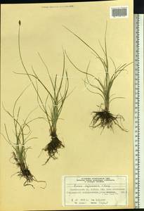Carex sajanensis V.I.Krecz., Siberia, Altai & Sayany Mountains (S2) (Russia)