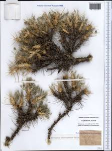 Astragalus microcephalus subsp. microcephalus, Caucasus, Azerbaijan (K6) (Azerbaijan)