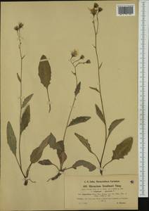 Hieracium caesium subsp. sendtneri (Gremli) Vollm., Western Europe (EUR) (Switzerland)