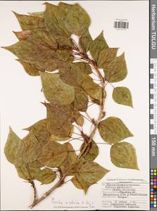 Populus tremuloides Michx., Eastern Europe, Central region (E4) (Russia)