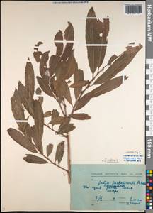 Salix udensis (Wimm.) Trautv. & C.A.Mey., Siberia, Chukotka & Kamchatka (S7) (Russia)