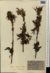 Cuscuta campestris Yunck., Caucasus, Georgia (K4) (Georgia)