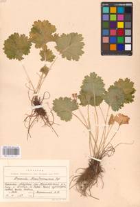 Primula kaufmanniana Regel, Middle Asia, Middle Asia (no precise locality) (M0)