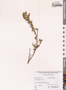 Artemisia gmelinii Weber ex Stechm., Siberia, Chukotka & Kamchatka (S7) (Russia)