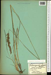 Calamagrostis arundinacea (L.) Roth, Caucasus, Stavropol Krai, Karachay-Cherkessia & Kabardino-Balkaria (K1b) (Russia)