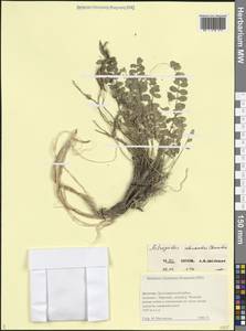 Astragalus buschiorum Galushko, Caucasus, Dagestan (K2) (Russia)