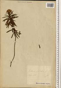 Rhododendron tomentosum (Stokes) Harmaja, Eastern Europe, Estonia (E2c) (Estonia)