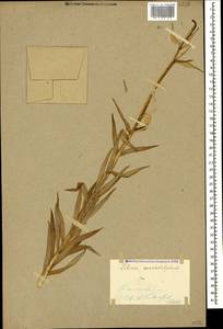 Lilium monadelphum M.Bieb., Caucasus, Stavropol Krai, Karachay-Cherkessia & Kabardino-Balkaria (K1b) (Russia)