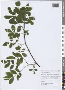 Rosa acicularis Lindl., Siberia, Baikal & Transbaikal region (S4) (Russia)