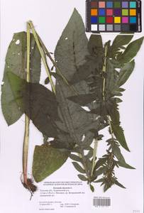 Serratula tinctoria L., Eastern Europe, Central region (E4) (Russia)