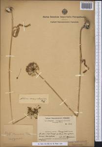 Allium sarawschanicum Regel, Middle Asia, Pamir & Pamiro-Alai (M2) (Uzbekistan)