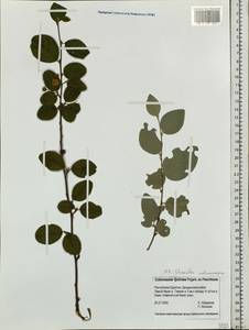 Cotoneaster tjuliniae Pojark. ex Peschkova, Siberia, Baikal & Transbaikal region (S4) (Russia)