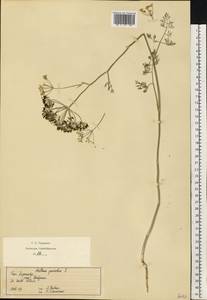 Anethum graveolens L., Eastern Europe, South Ukrainian region (E12) (Ukraine)