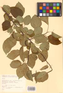 Malus, Eastern Europe, Lower Volga region (E9) (Russia)